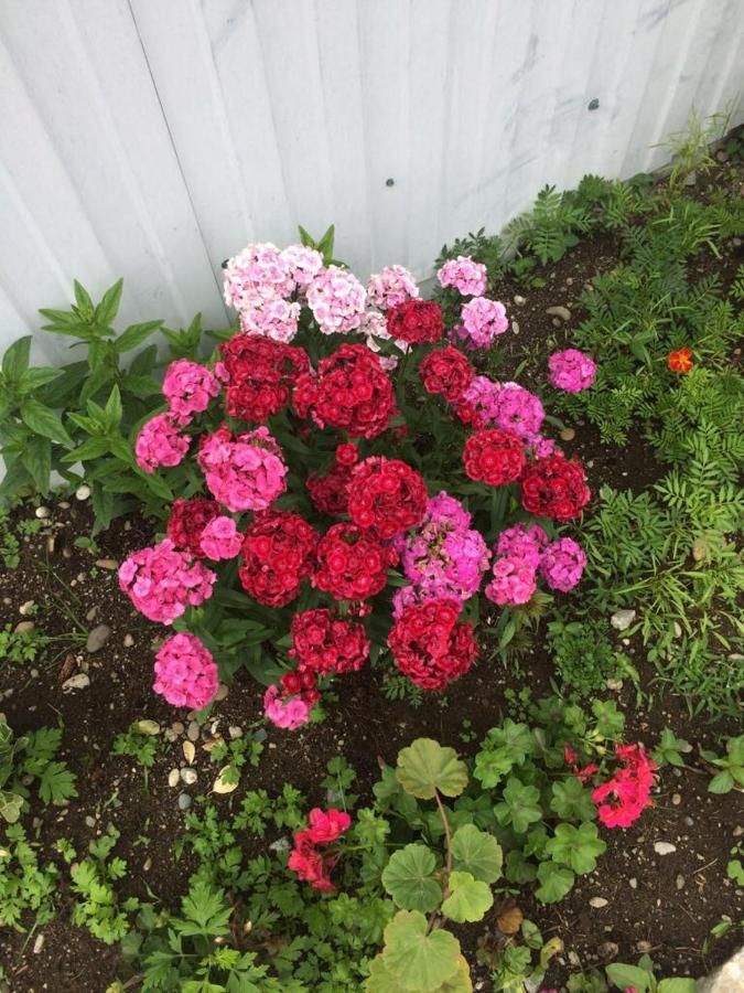 Гостевой дом Георгий Пицунда-16